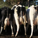 Illustration for article titled Raw Milk Debate Has Maybe United Rural Conservatives, Urban Liberals